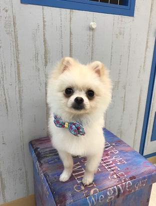 手作りフード02