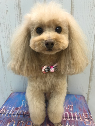 手作りフード01