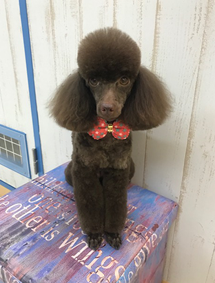 手作りフード03