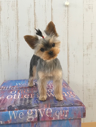 手作りフード03