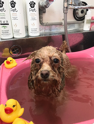 手作りフード01