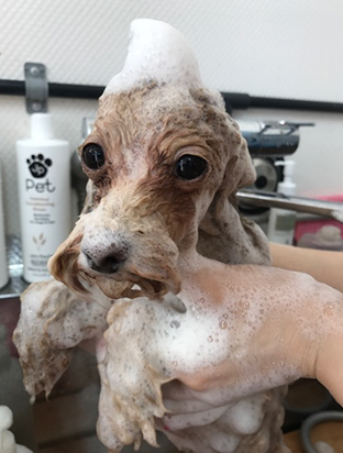 手作りフード02