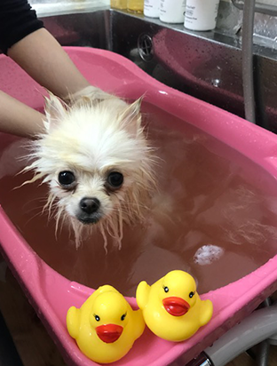 手作りフード03