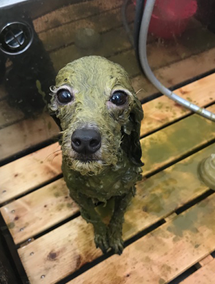 手作りフード01