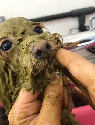 手作りフード02