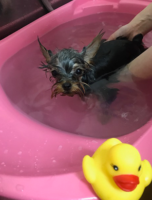 手作りフード02