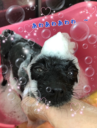 手作りフード03