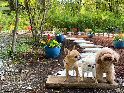 HaruとManaの晴くん愛ちゃんに店長愛犬ちびは仲良し3匹組♪イメージ撮影⁉︎モデルをしてくれました。記念になるわんこフォトスポットも今後作成していきますのでお楽しみに♪